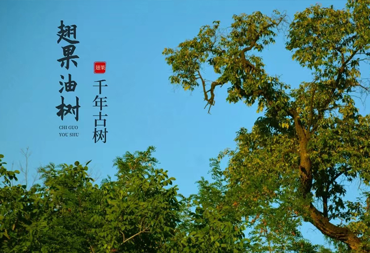 翅果油樹