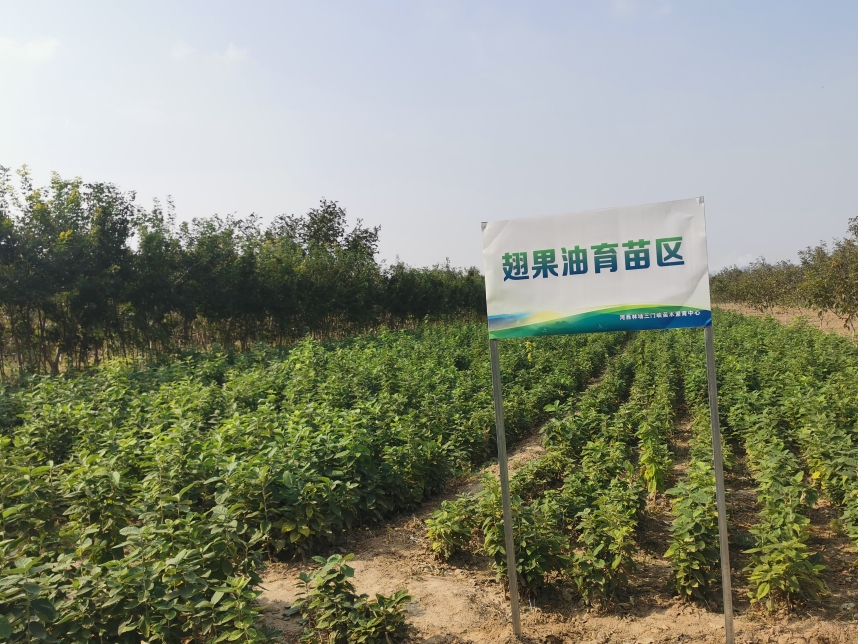 翅果油樹苗展示