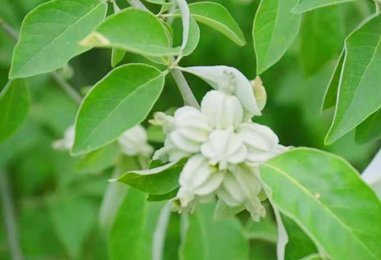 翅果油樹